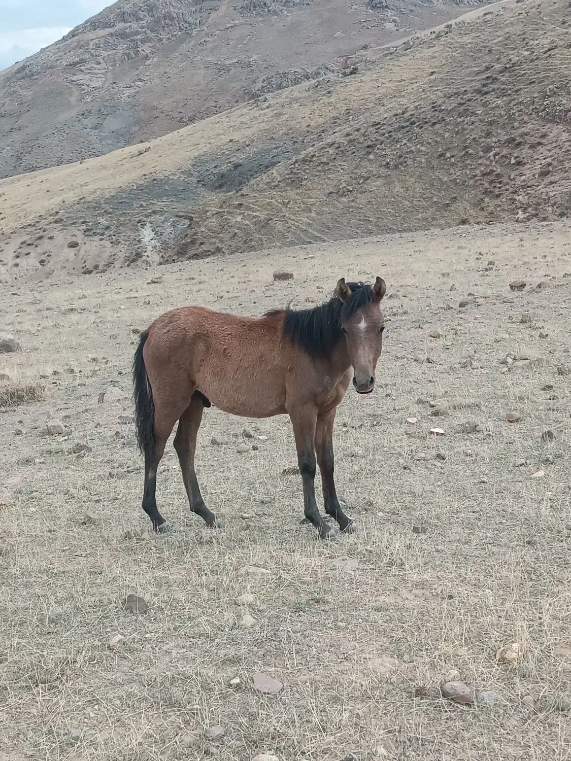 اسب|اسب و تجهیزات اسب‌سواری|مشگین شهر, |دیوار