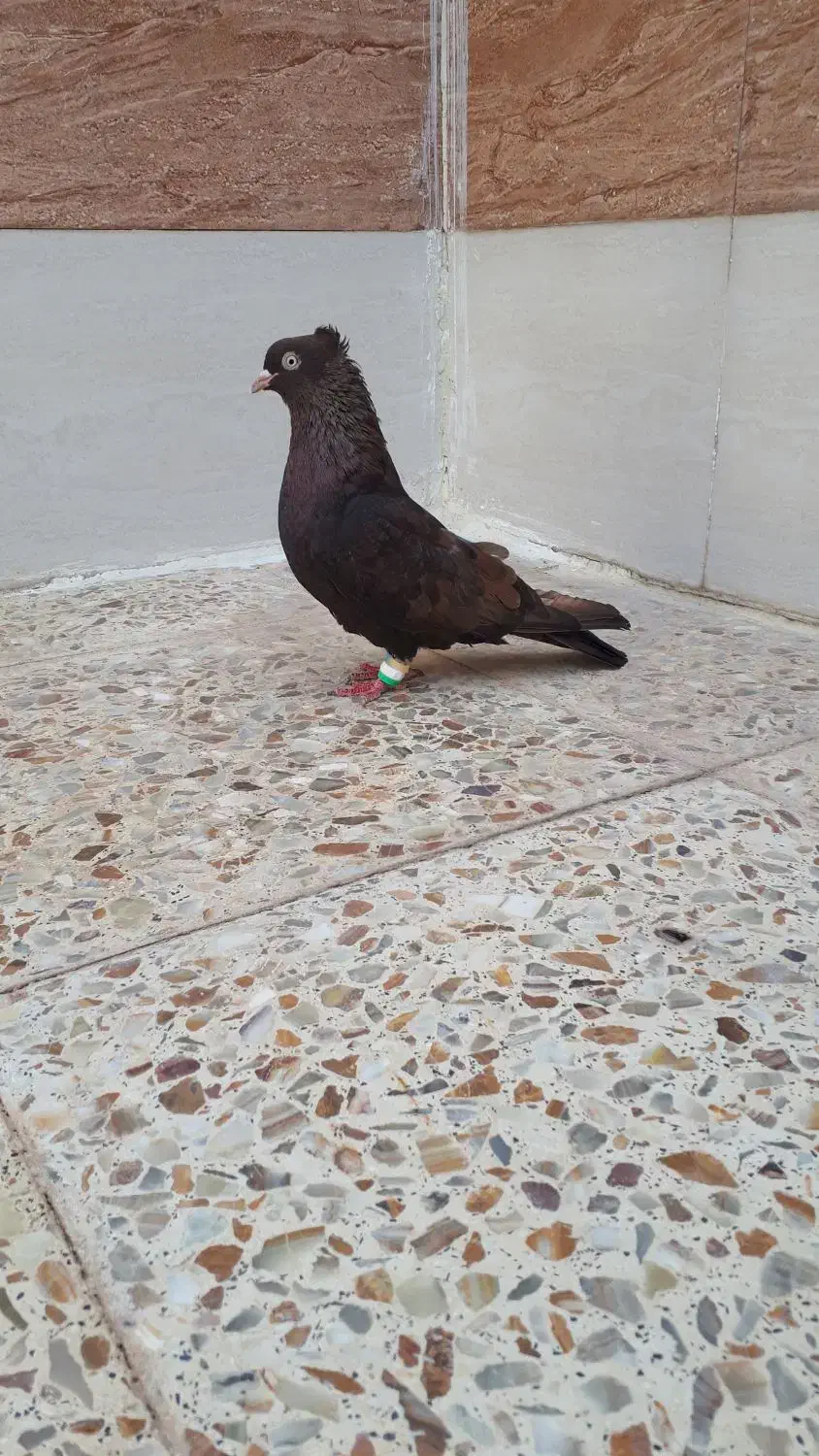 قهوه ایی ابادانی خوشکل نر معاوضه هم دارم|پرنده|شوش, |دیوار