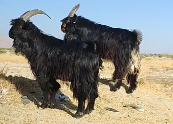 فروش دو عددچپش|حیوانات مزرعه|شیراز, بازار|دیوار