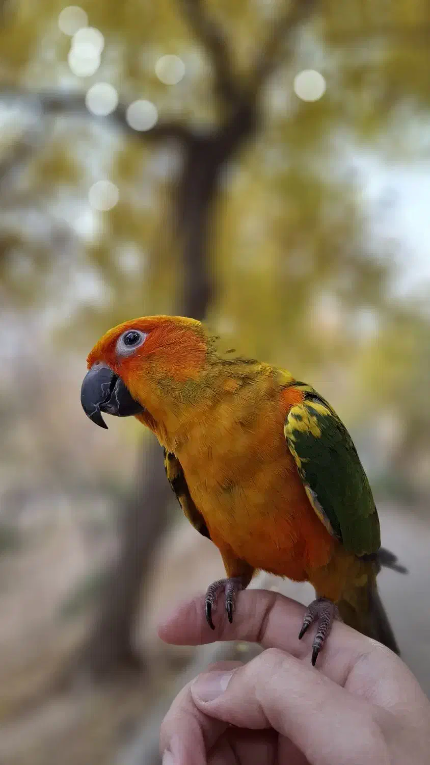 طوطی|پرنده|اصفهان, کشاورزی|دیوار