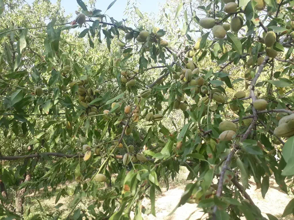 فروشی فوری و زیر قیمت باغچه به متراژ 1100متر|فروش زمین و ملک کلنگی|انزل, |دیوار