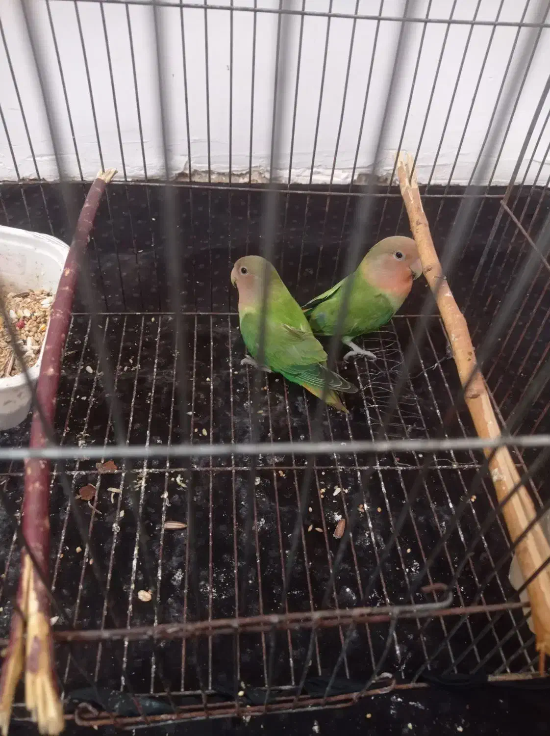 کوتوله برزیلی|پرنده|سلامی, |دیوار