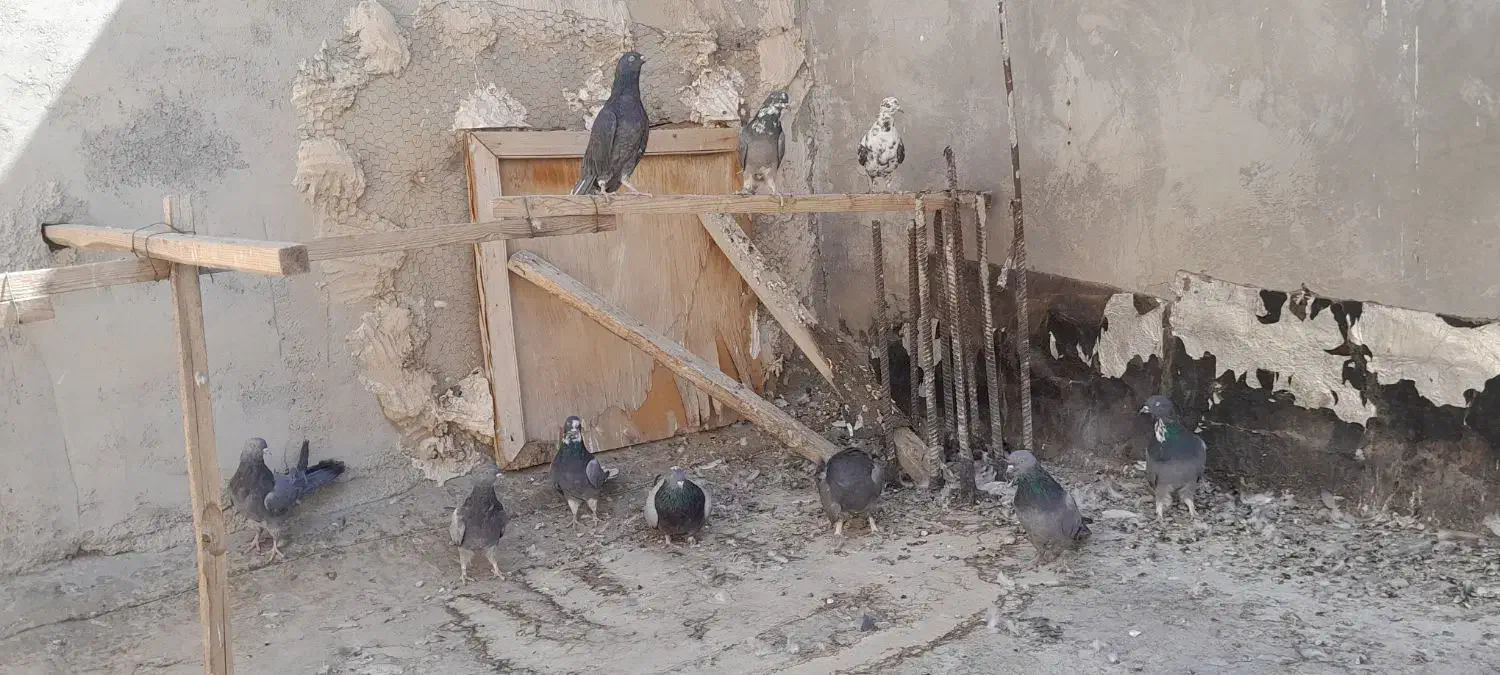 کبوتر گلی پر|پرنده|لاران, |دیوار