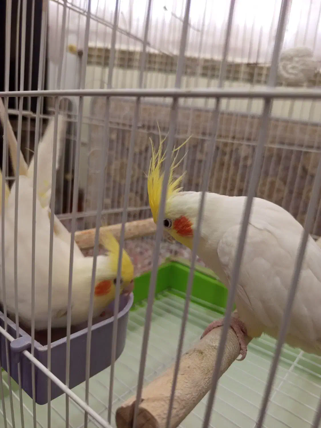 یه جفت عروس هلندی با قفس|پرنده|قزوین, |دیوار