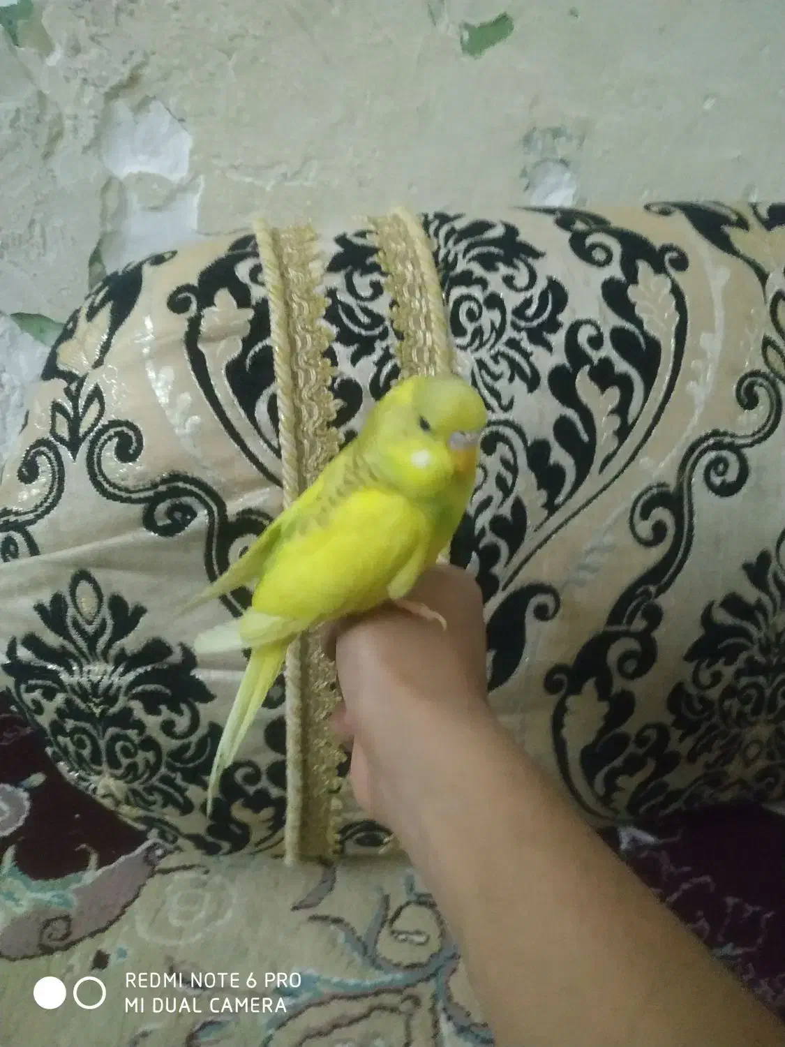 مرغ عشق دستی نر|پرنده|زاهدان, |دیوار