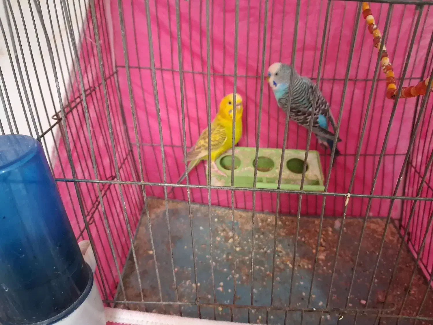 یک جفت مرغ عشق|پرنده|شاهرود, |دیوار