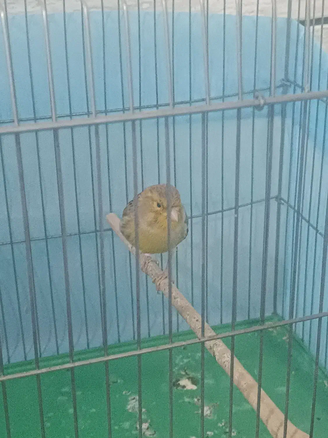 قناری ماده اماده|پرنده|شیراز, کوشک میدان|دیوار