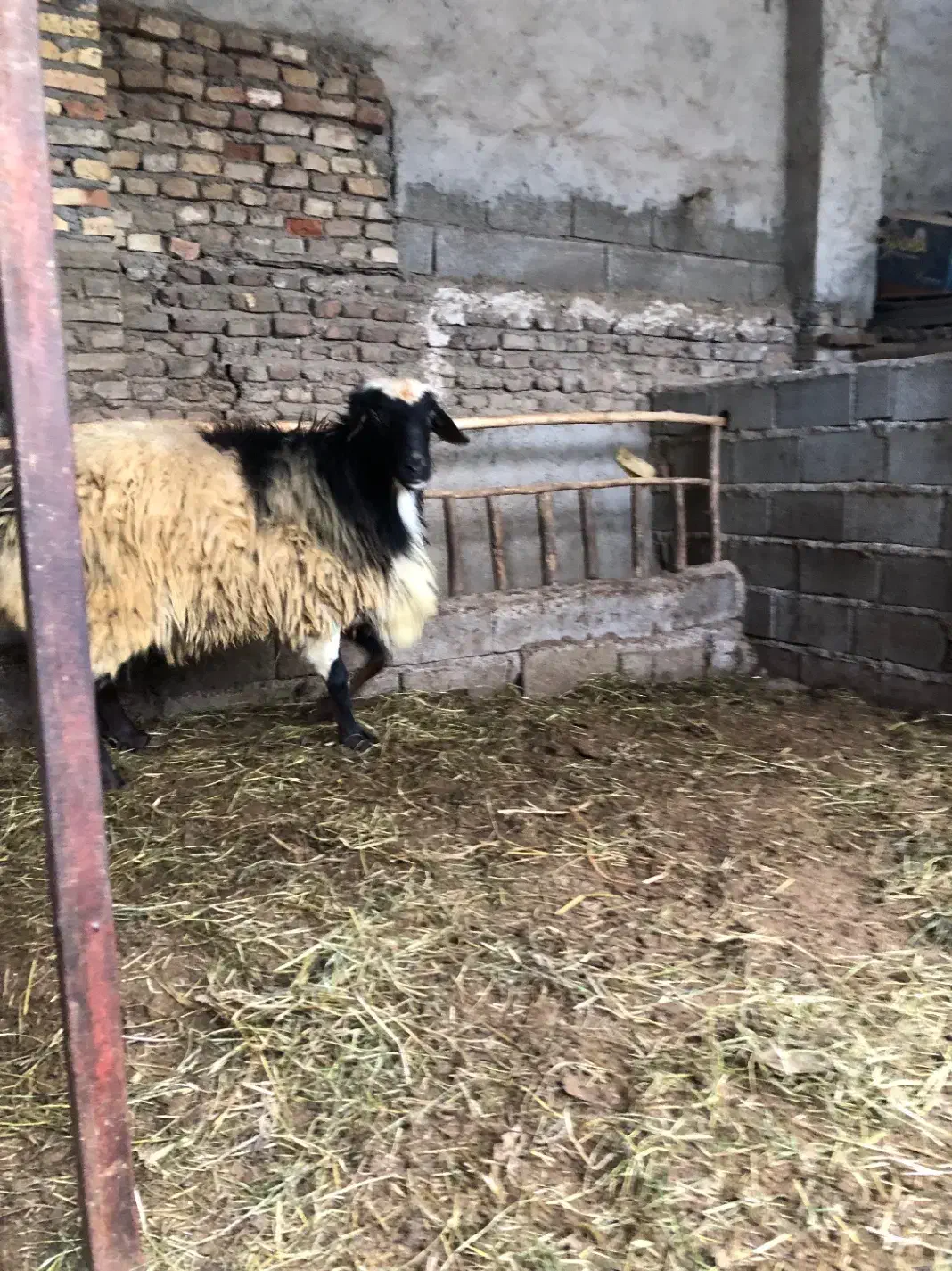 گوسفند نر تمیز|حیوانات مزرعه|قائمشهر, |دیوار