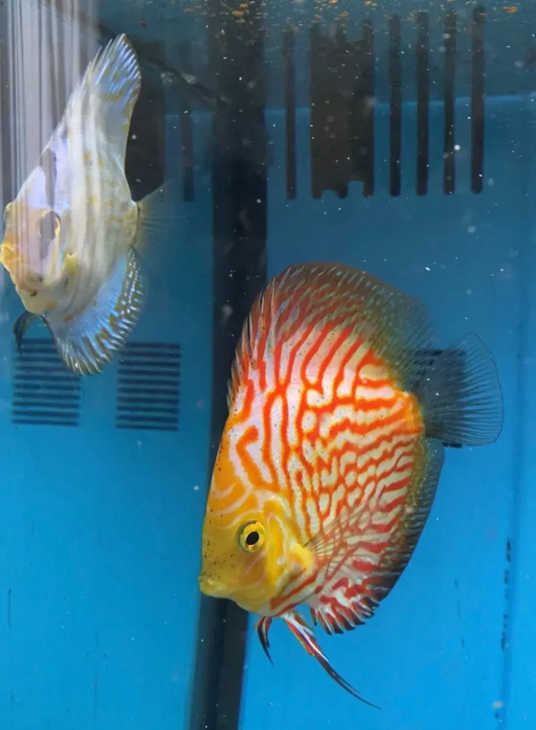 ماهی دیسکس|ماهی|تهران, اکباتان|دیوار