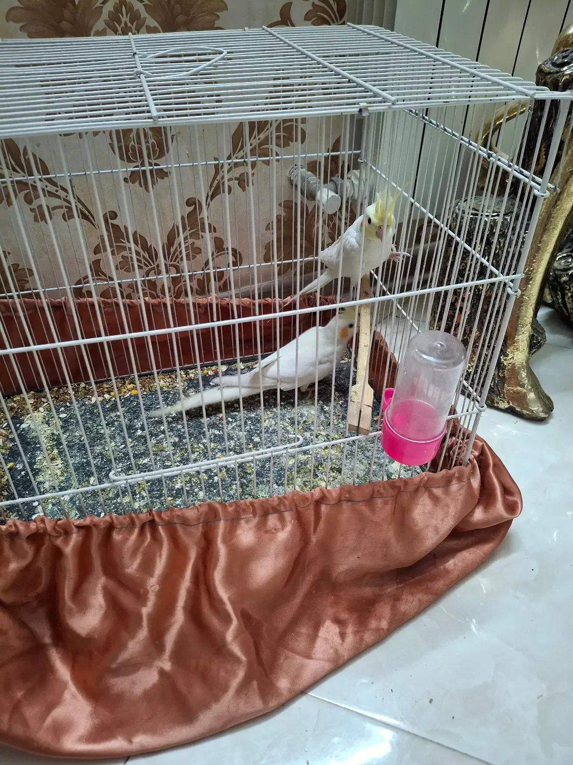 پرنده|پرنده|مشهد, زیبا شهر|دیوار