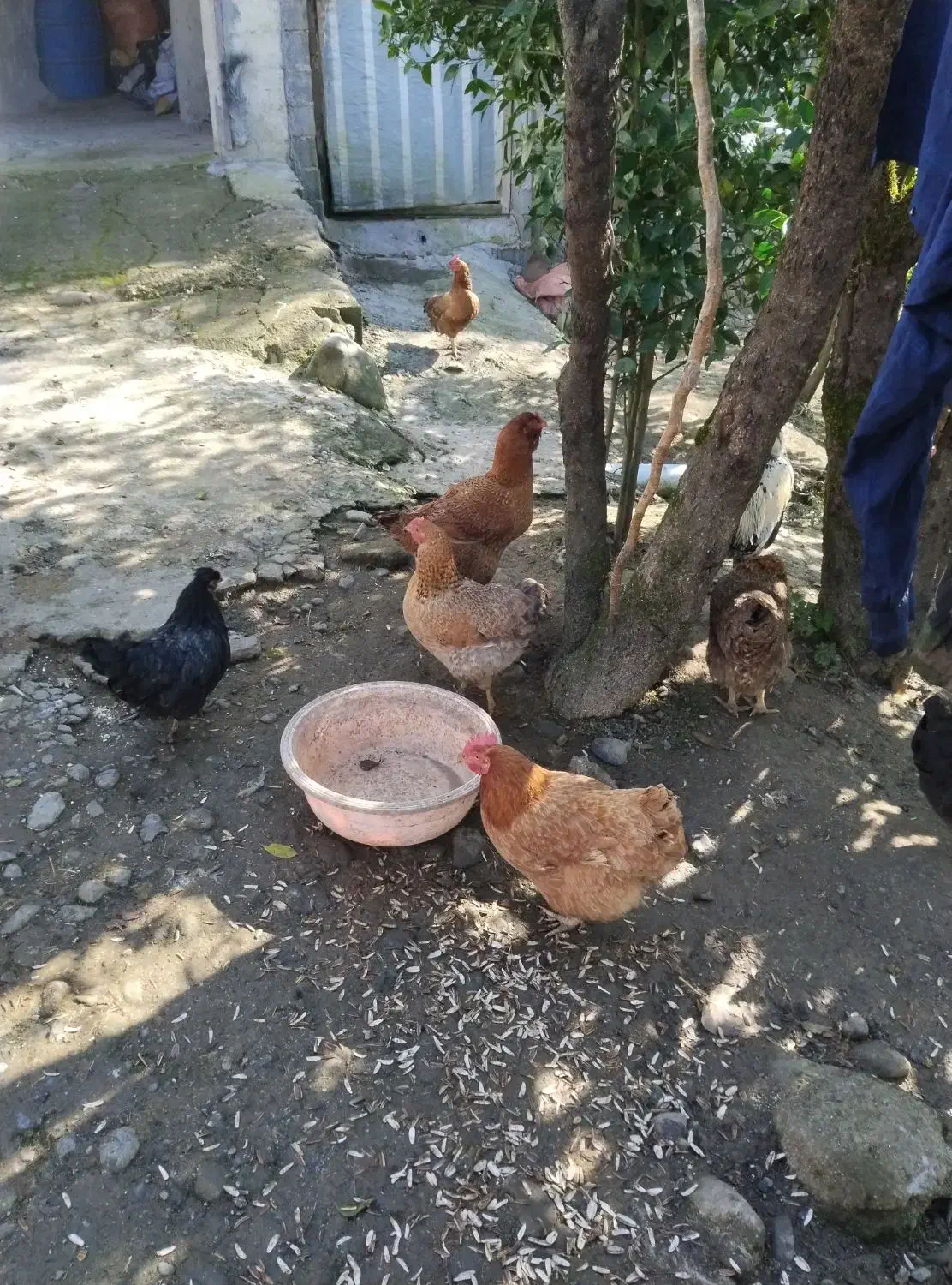 مرغ و خروس محلی|حیوانات مزرعه|اطاقور, |دیوار