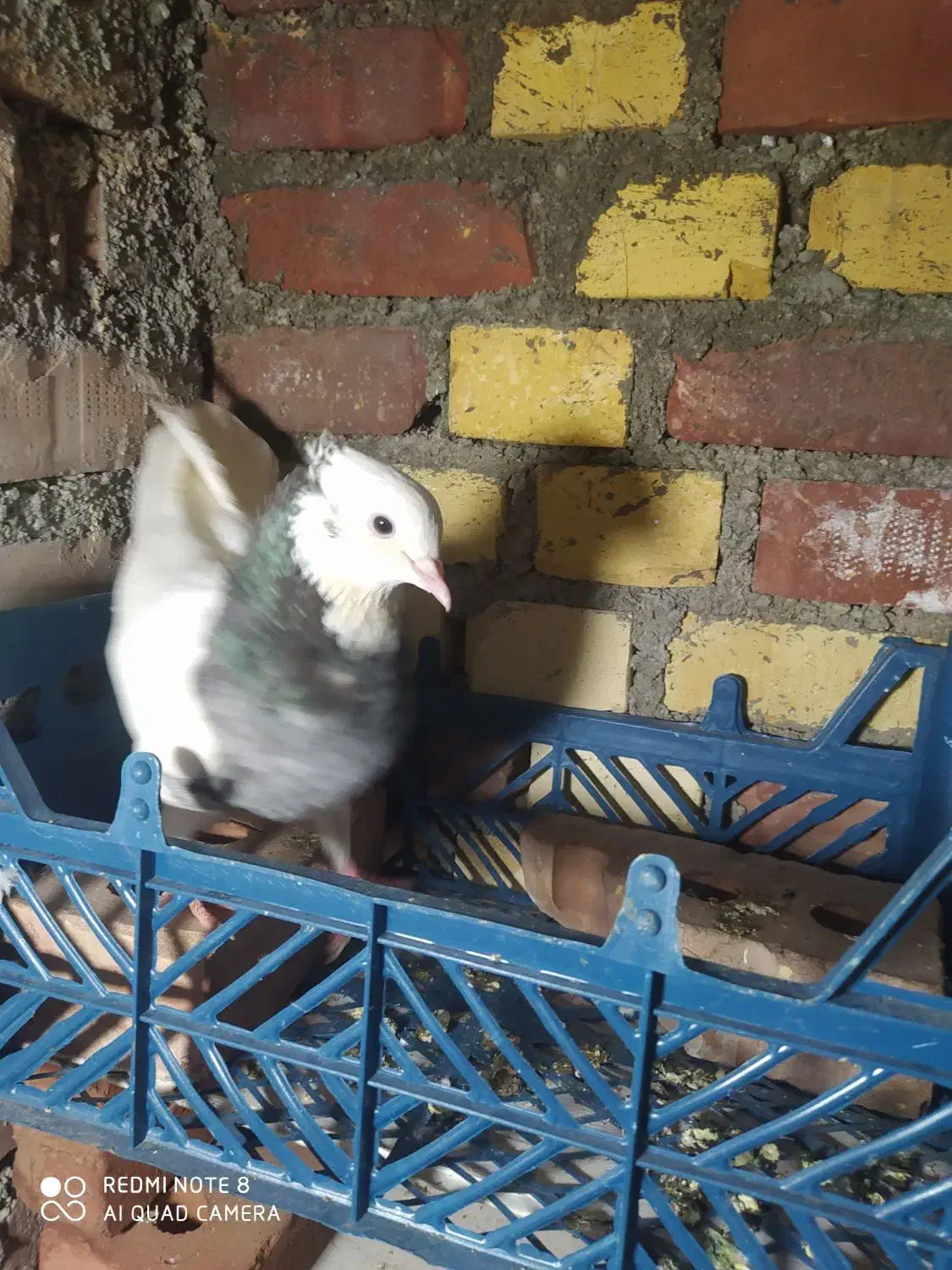 5 عددی کبوتر طوقی|پرنده|میاندوآب, |دیوار