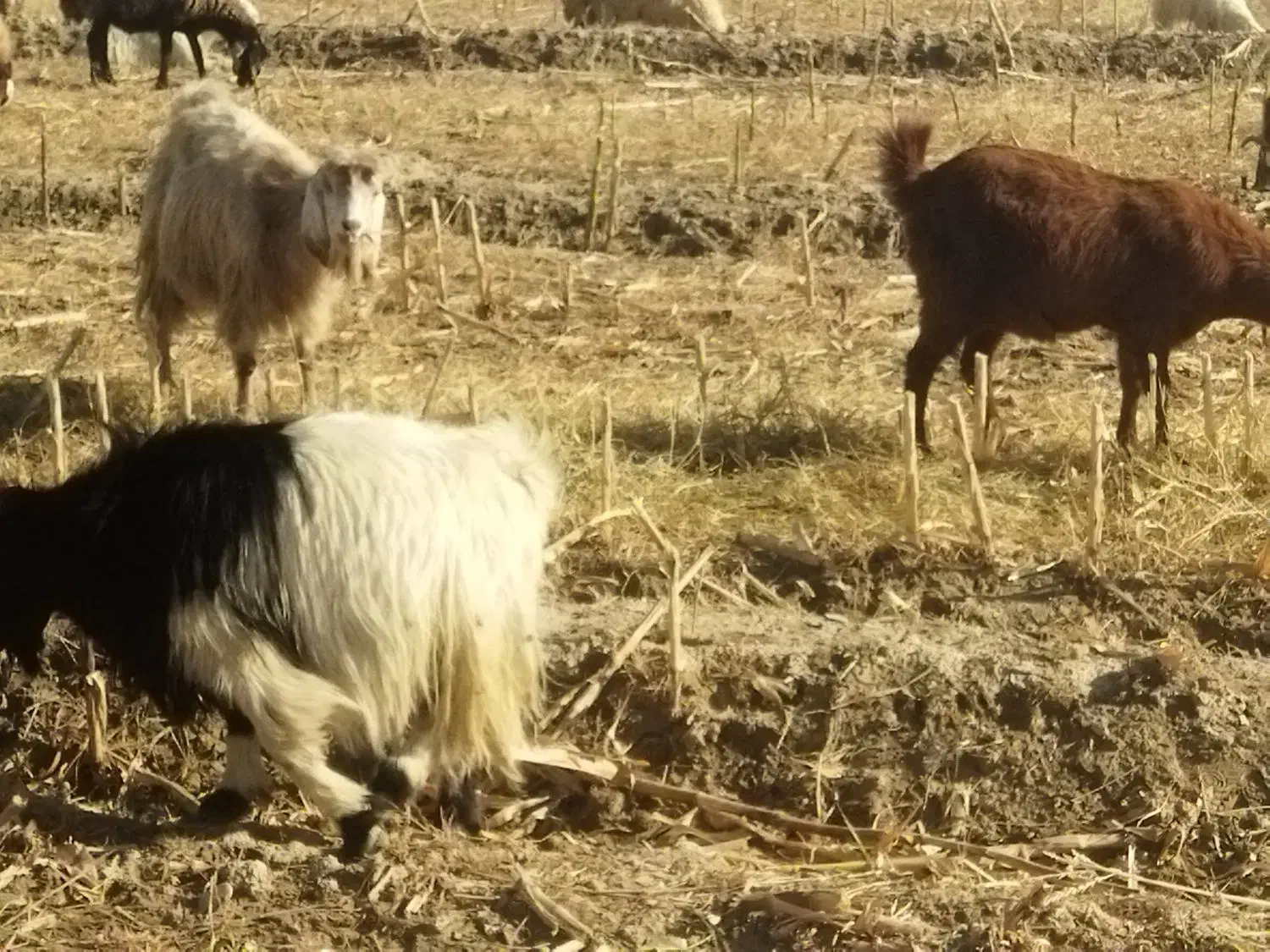 بز داشتی25تومن|حیوانات مزرعه|مهران (ایلام), |دیوار