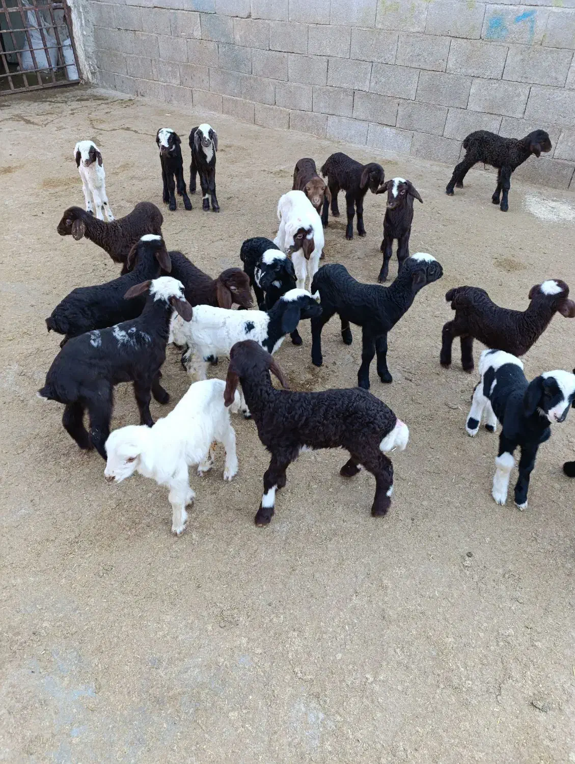 بره شیری قیمت توافقی|حیوانات مزرعه|کرمانشاه, |دیوار