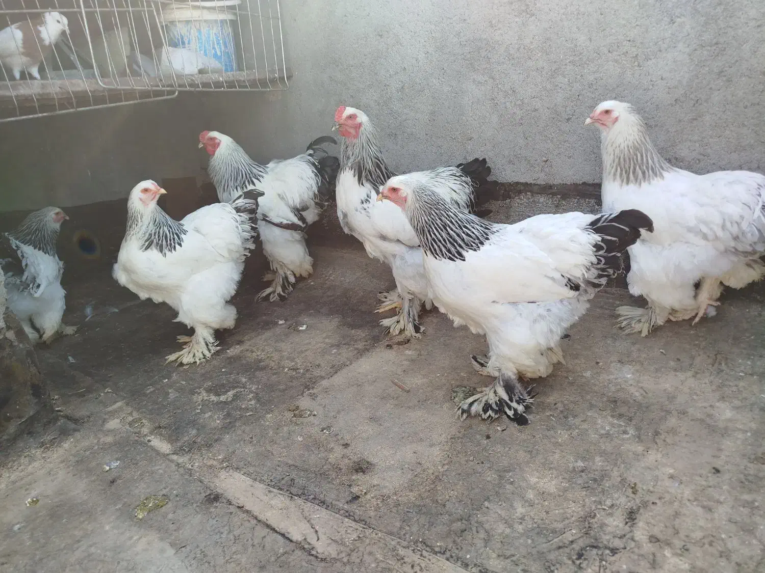 مرغ برهما لایت اصیل با یه گلین|حیوانات مزرعه|مشهد, امیرآباد|دیوار