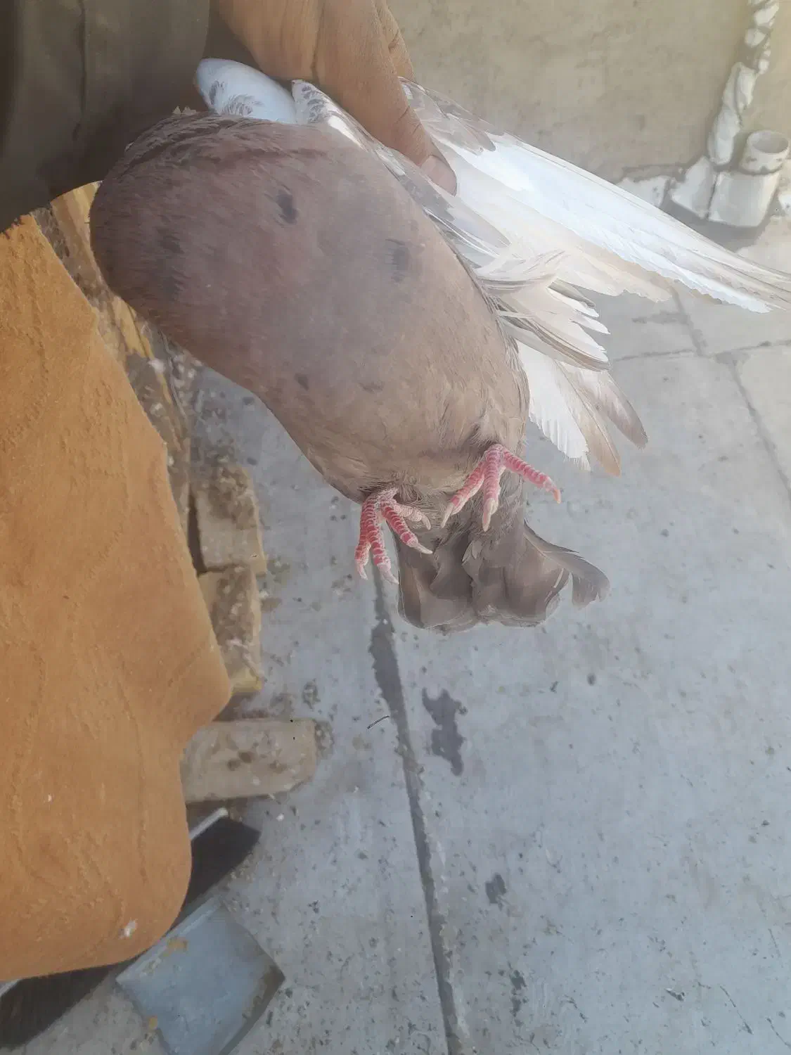 کبوتر نر سینه ای|پرنده|شیراز, شهرک قمشه|دیوار