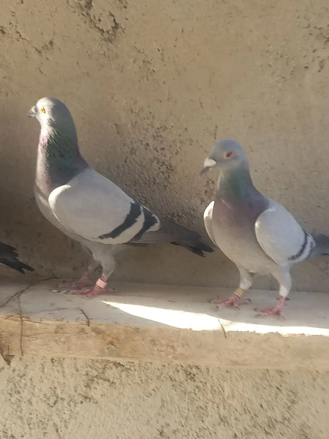 کبوتر|پرنده|شبانکاره, |دیوار