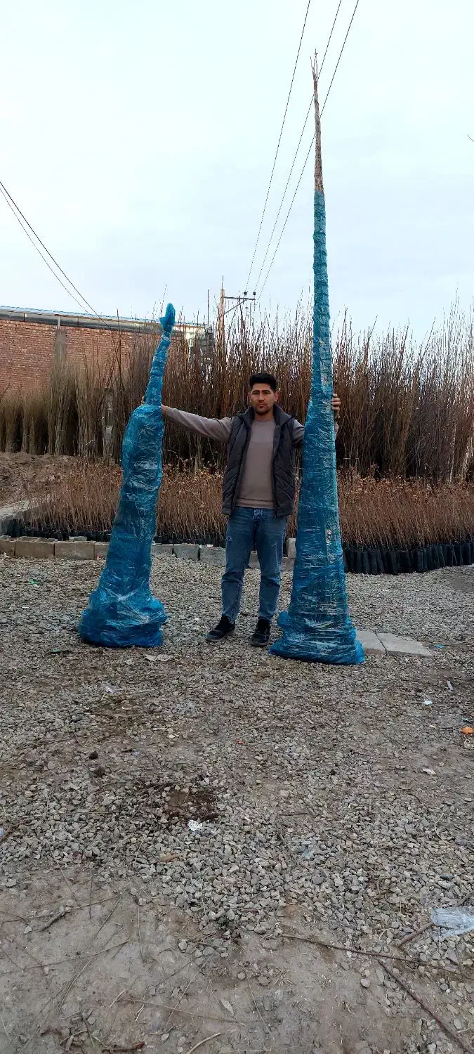 نهالفروشی نوین نهال ارسال تمام شهرها|خدمات باغبانی و درختکاری|تهران, حر|دیوار