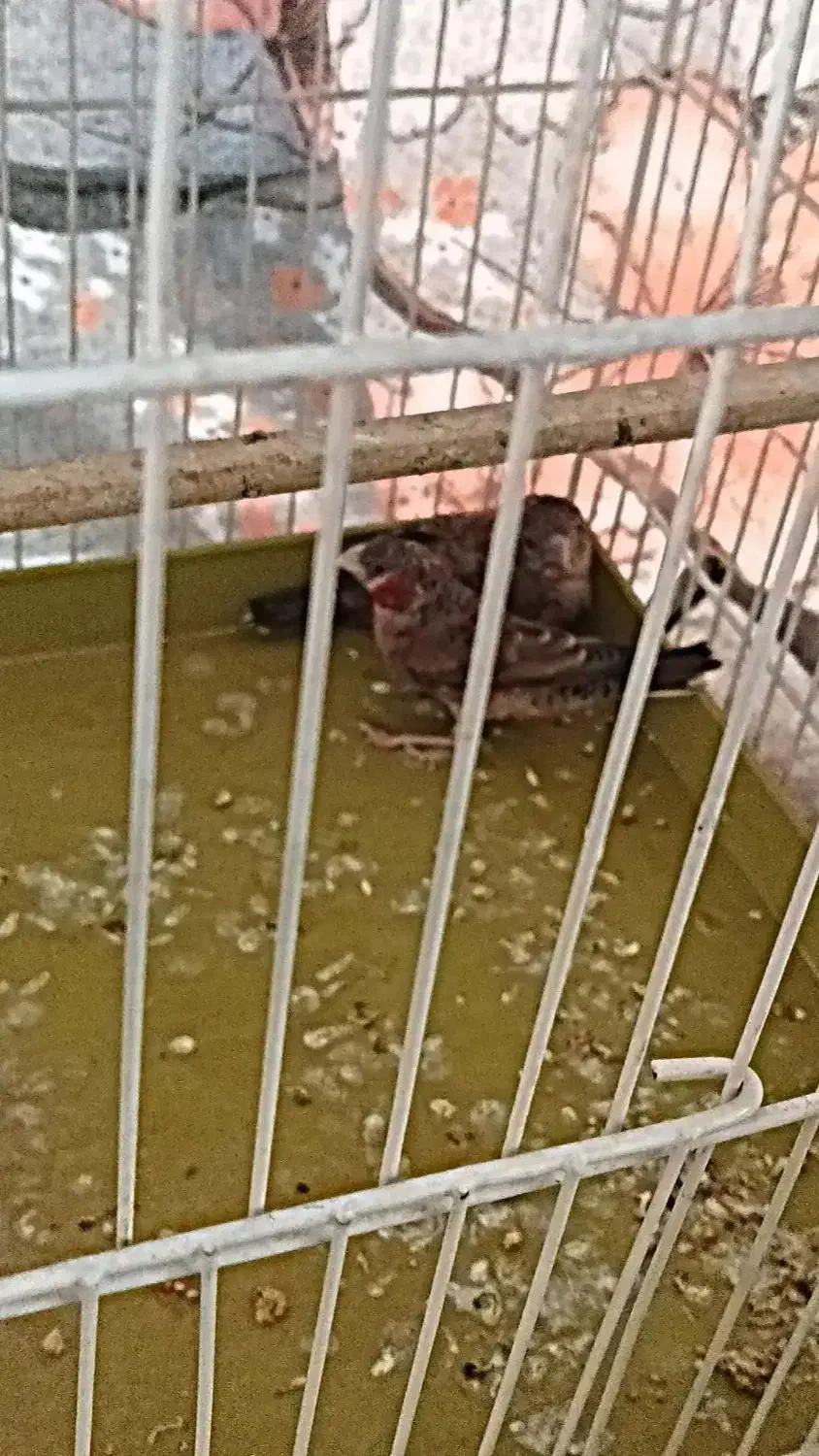 فنج گلوبریده نر|پرنده|گلستان (تهران), |دیوار