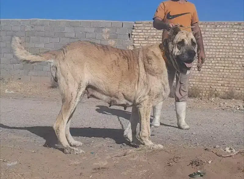 ماده سگ اصیل خراسانی|سگ|ساری, |دیوار