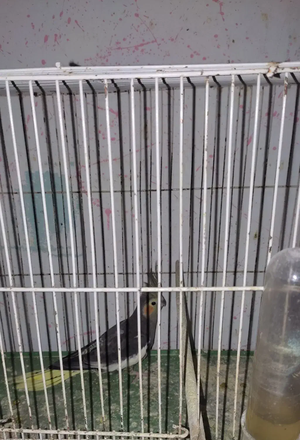 پرنده فروش فوری|پرنده|بندر انزلی, آذربایجان|دیوار