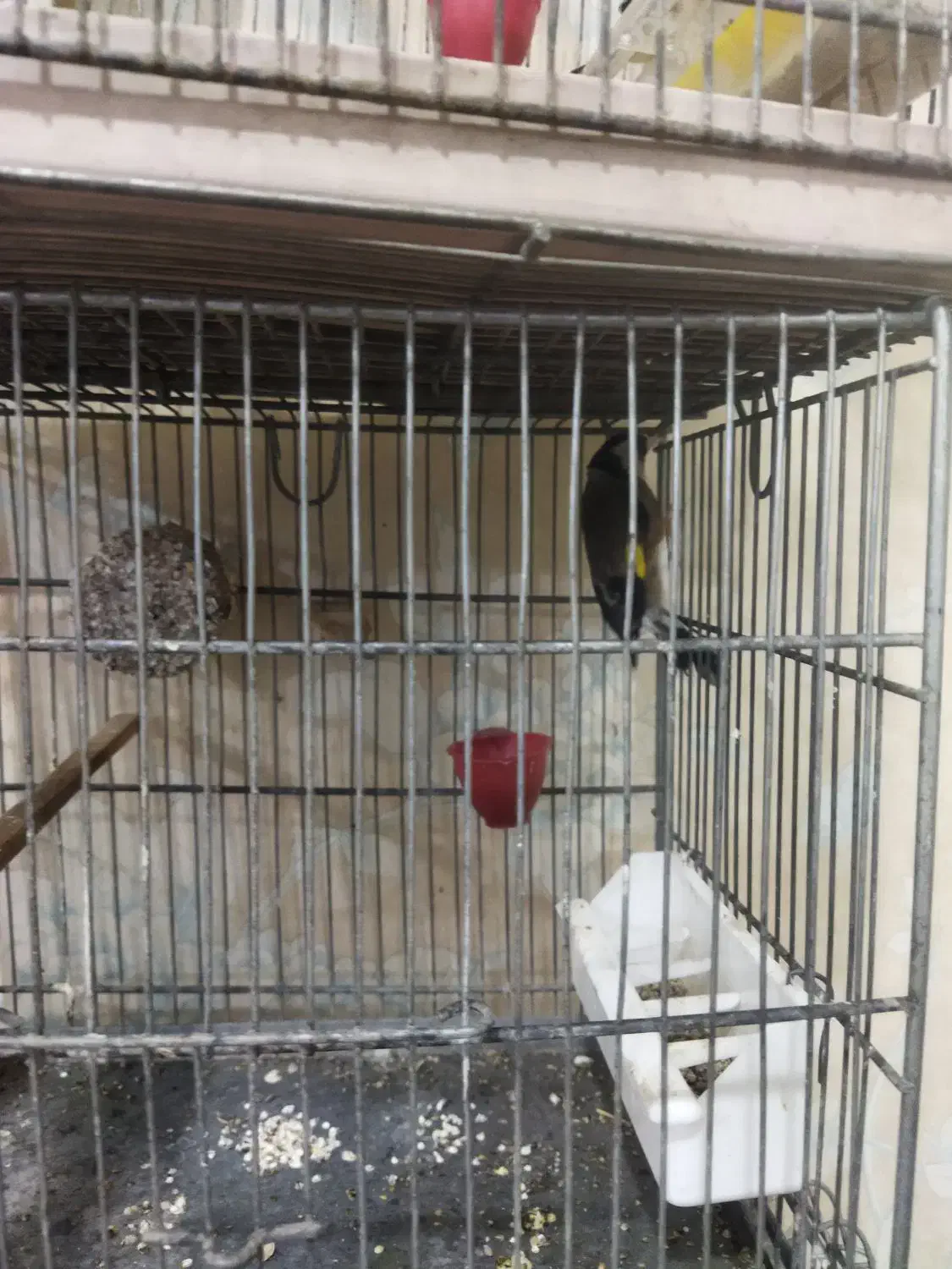 سره و عروس هلندی|پرنده|گلستان (تهران), |دیوار