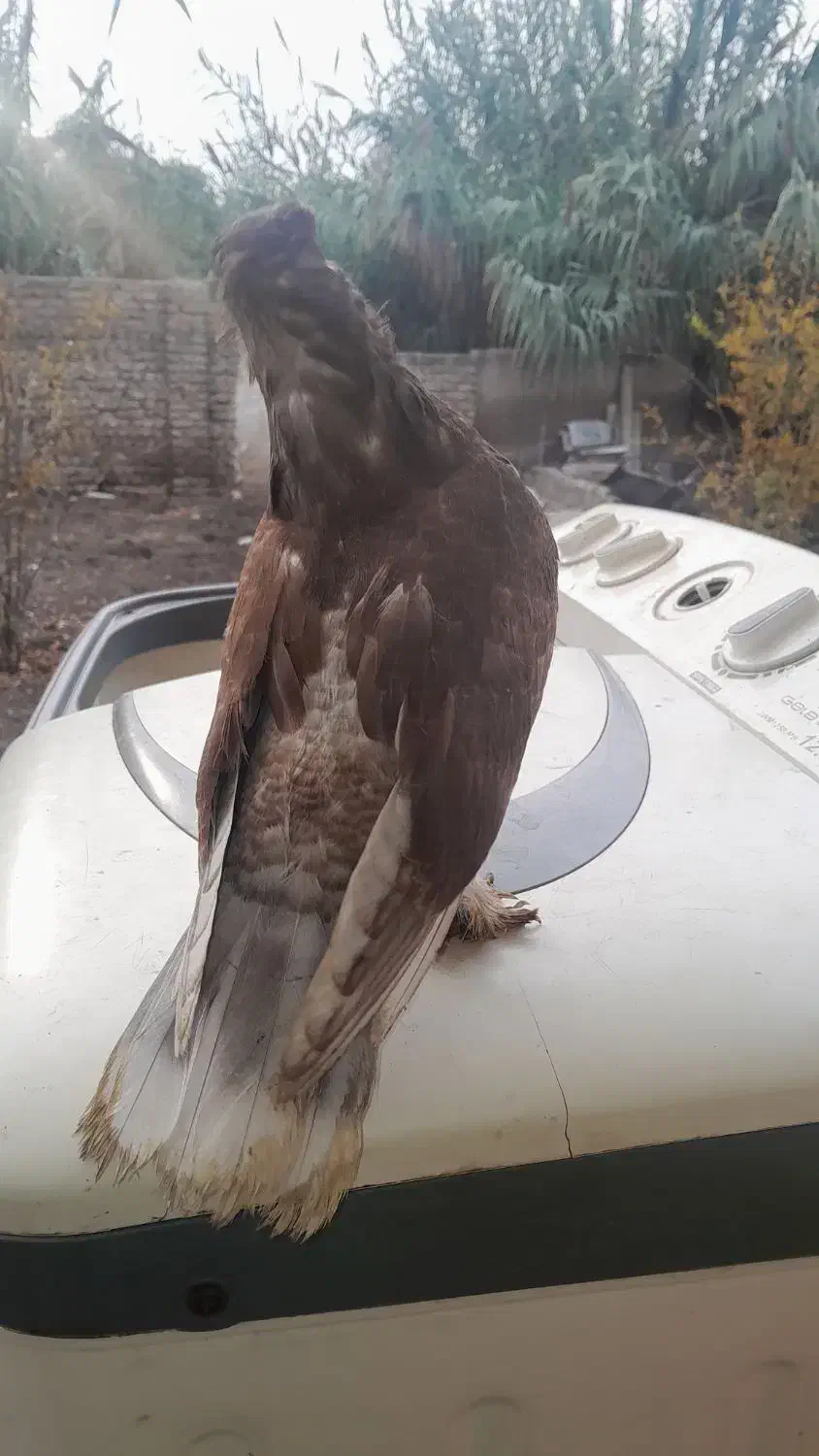 کبوتر سرخ اخمو|پرنده|علی‌آباد کتول, |دیوار