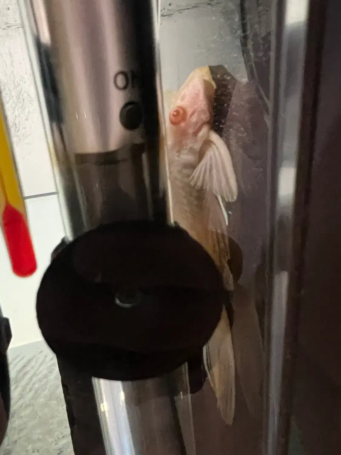 کت سلفین|ماهی|کرج, عظیمیه|دیوار