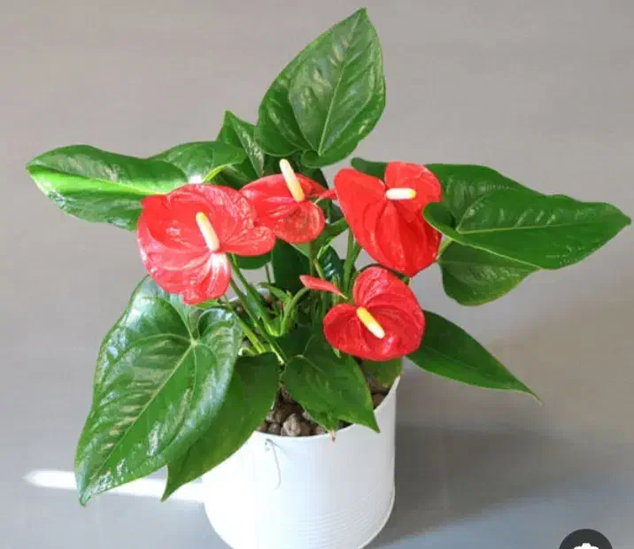 هدیه گل|گل و گیاه طبیعی|پاکدشت, پاکدشت (مامازند)|دیوار