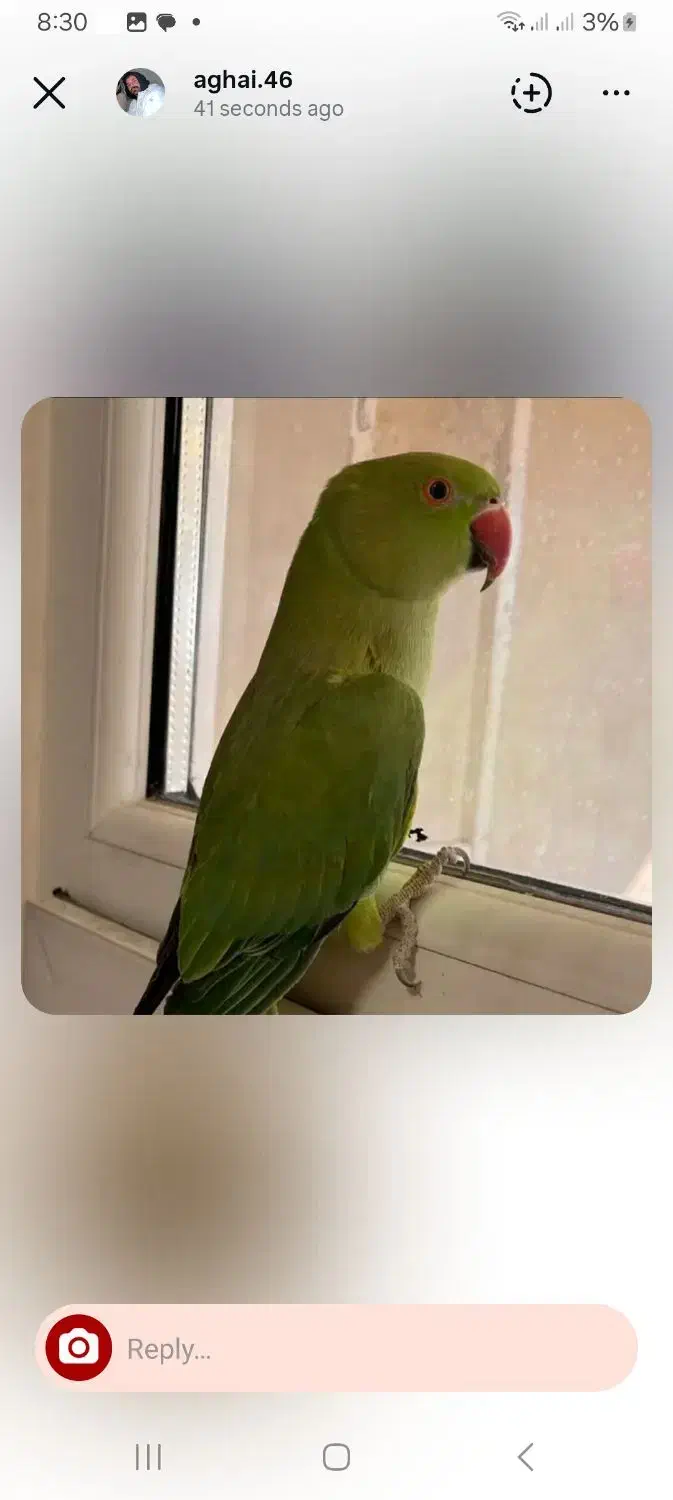 طوطی ملنگوی|پرنده|اسفراین, |دیوار