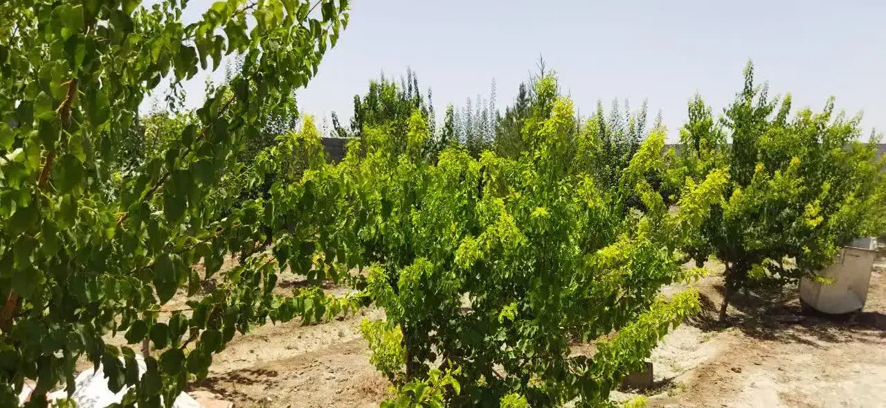 باغ۷۵۰متریخوشقیمتبادرختانمثمروزینتی, اصفهان