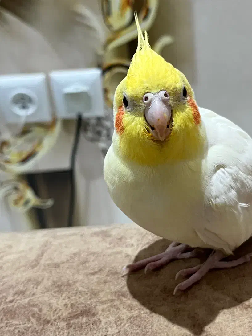 عروس هلندی گمشده پیروزی|حیوانات|تهران, دژکام|دیوار