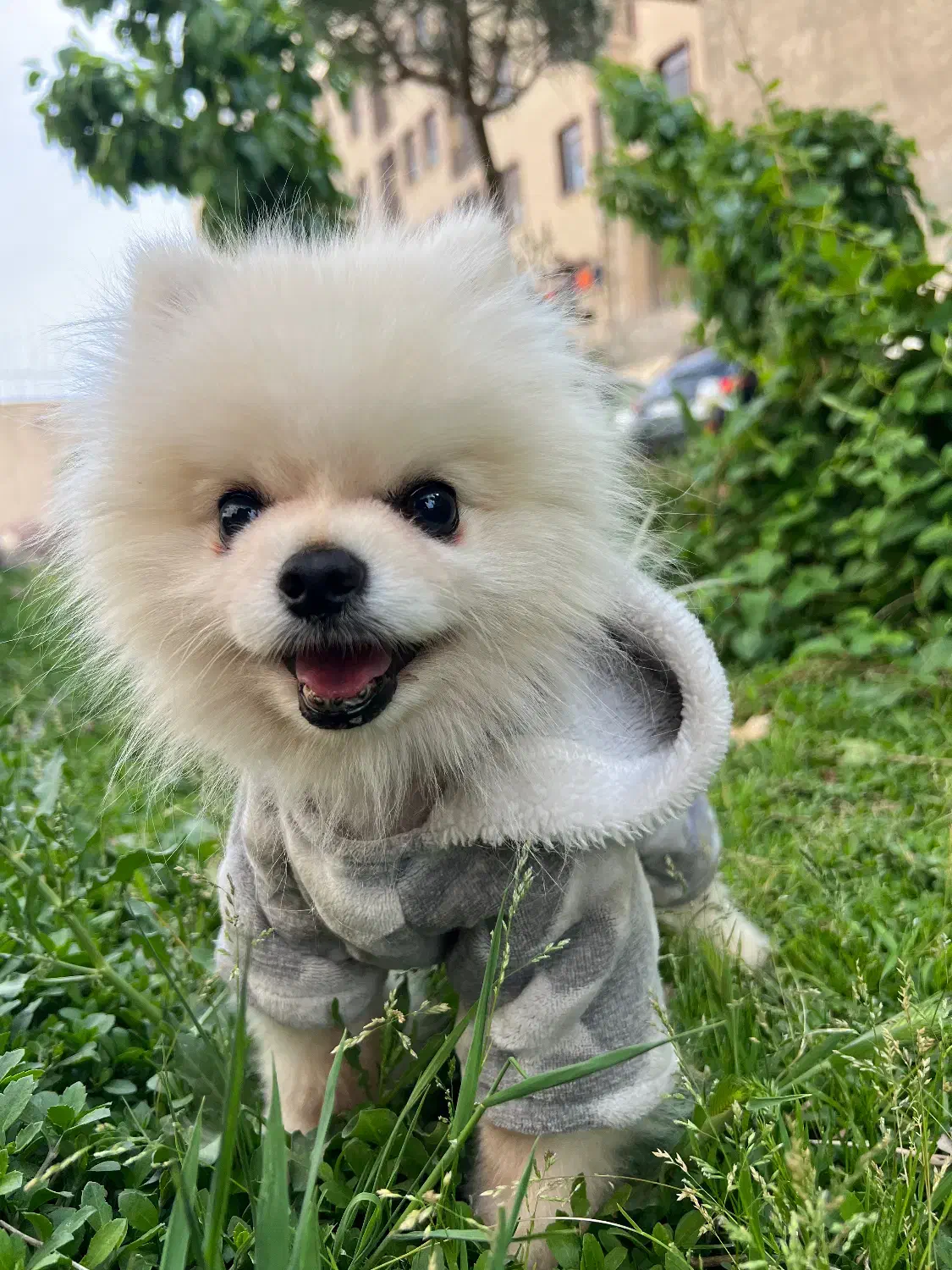 سگ پامر خرسی|سگ|کرج, مصباح|دیوار