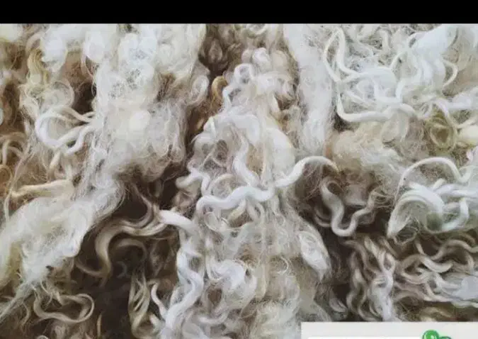 پشم گوسفند|لوازم خیاطی و بافتنی|بیجار, |دیوار