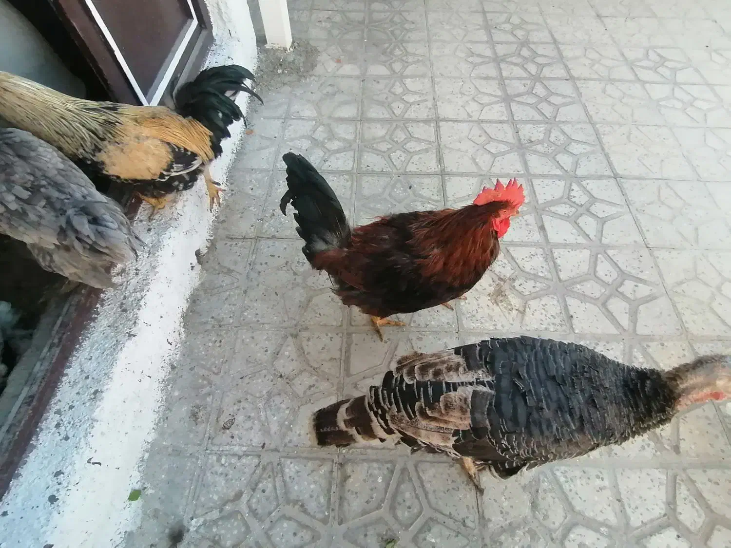 مرغ و خروس و بوقلمون باشت|حیوانات مزرعه|باشت, |دیوار