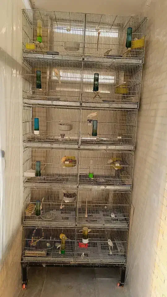 ماده قناری موزایکی|پرنده|کرمان, |دیوار