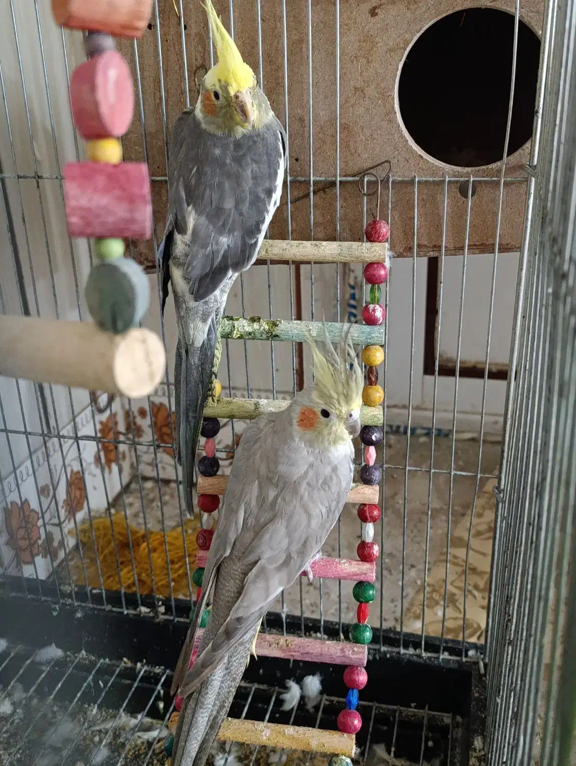 عروس هلندی|پرنده|کبودرآهنگ, |دیوار