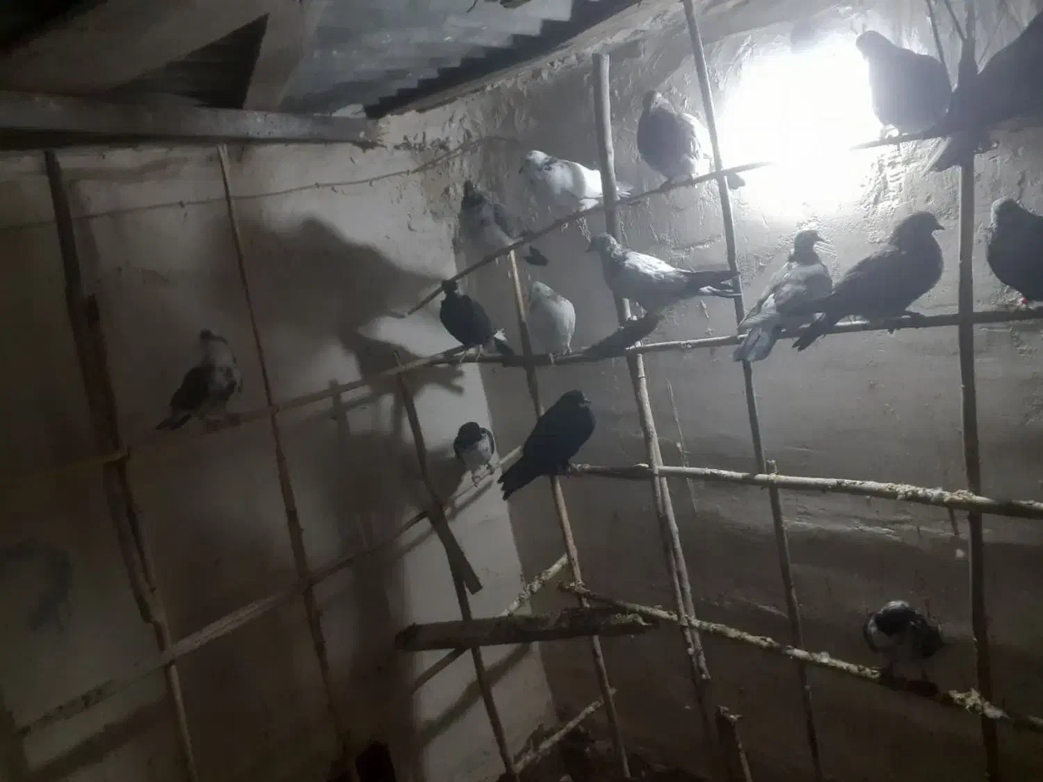 کفتر اصیل کاشان|پرنده|آران و بیدگل, |دیوار