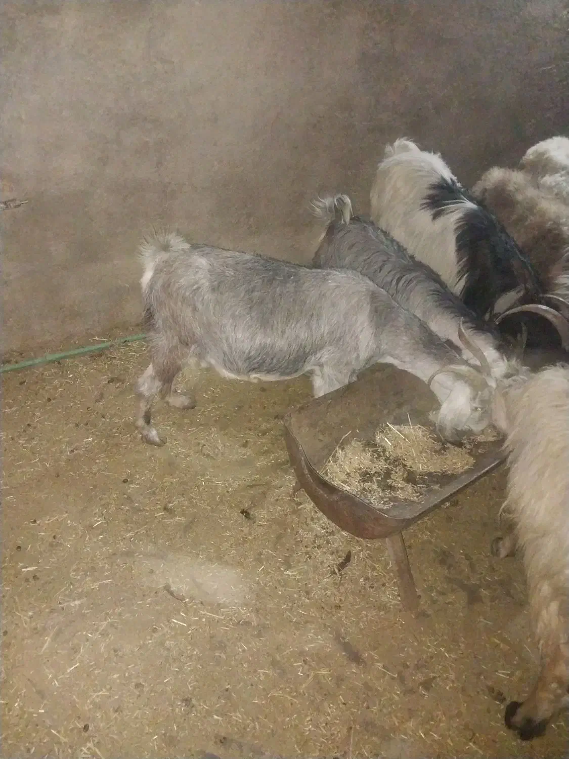 بز وکهره|حیوانات مزرعه|فیروزآباد (فارس), |دیوار