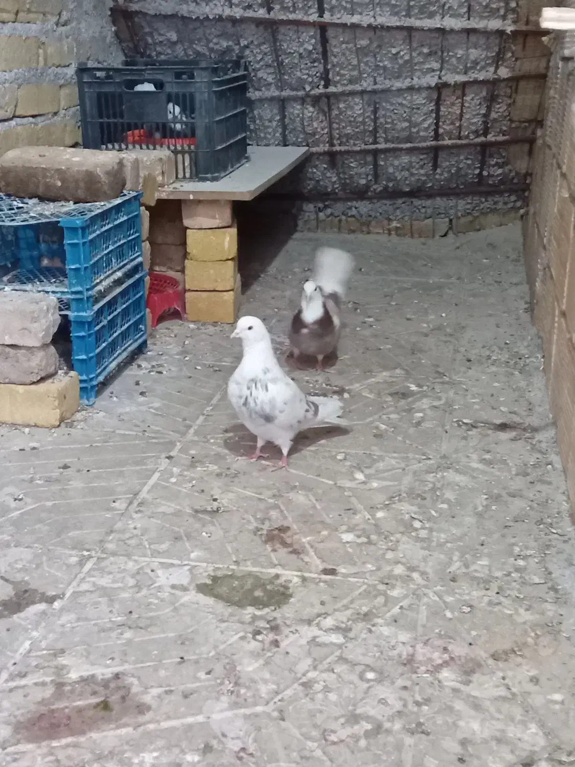 کبوتر پرشی . پرش سنگین|پرنده|نورآباد, |دیوار