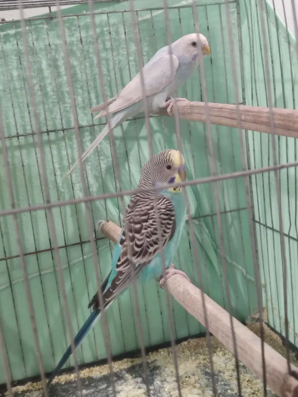 مرغ عشق مولد|پرنده|رودهن, |دیوار