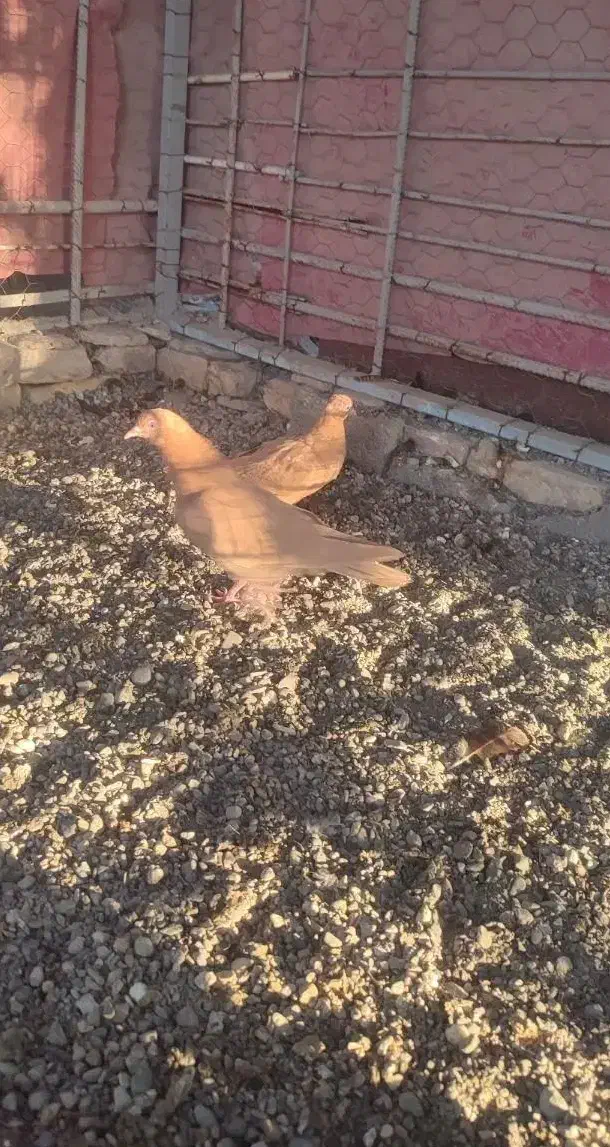 کفتر زرد درجایی|پرنده|میناب, |دیوار