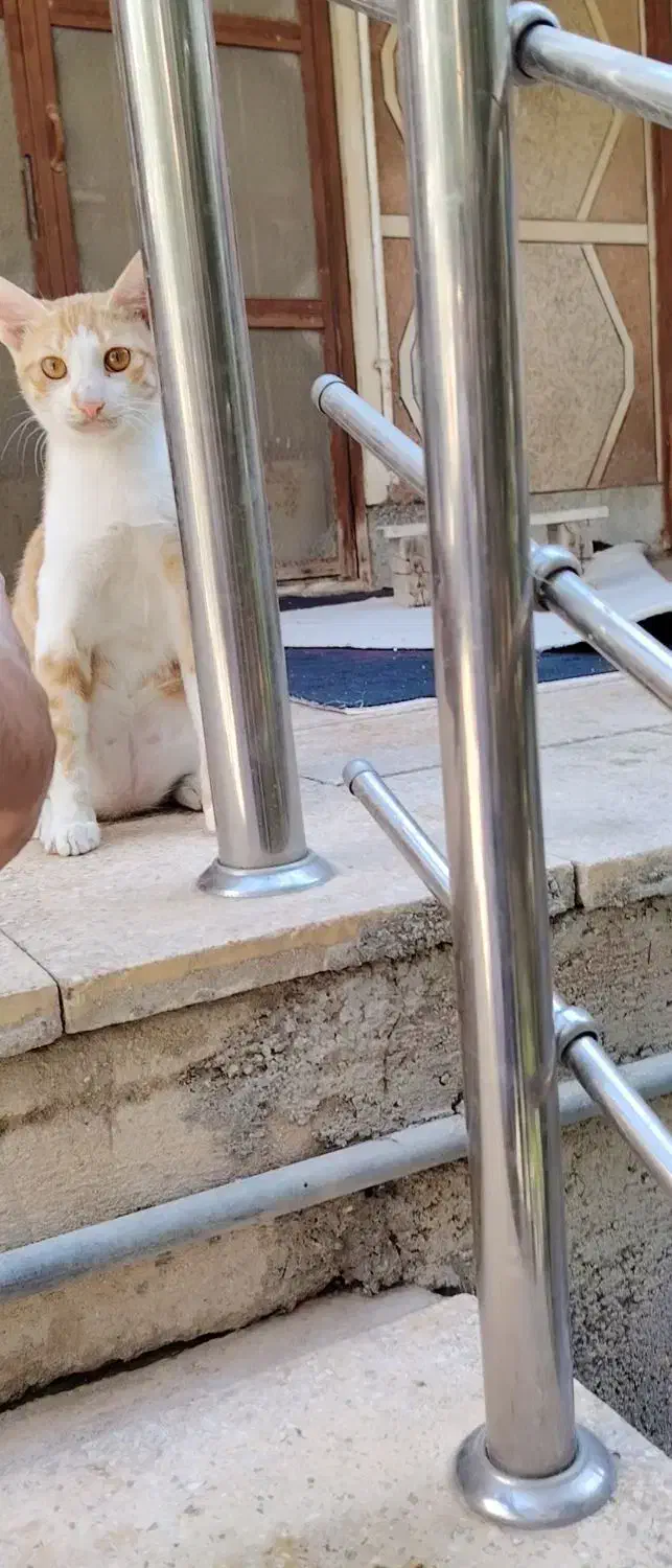 واگذاری گربه|گربه|بوشهر, |دیوار