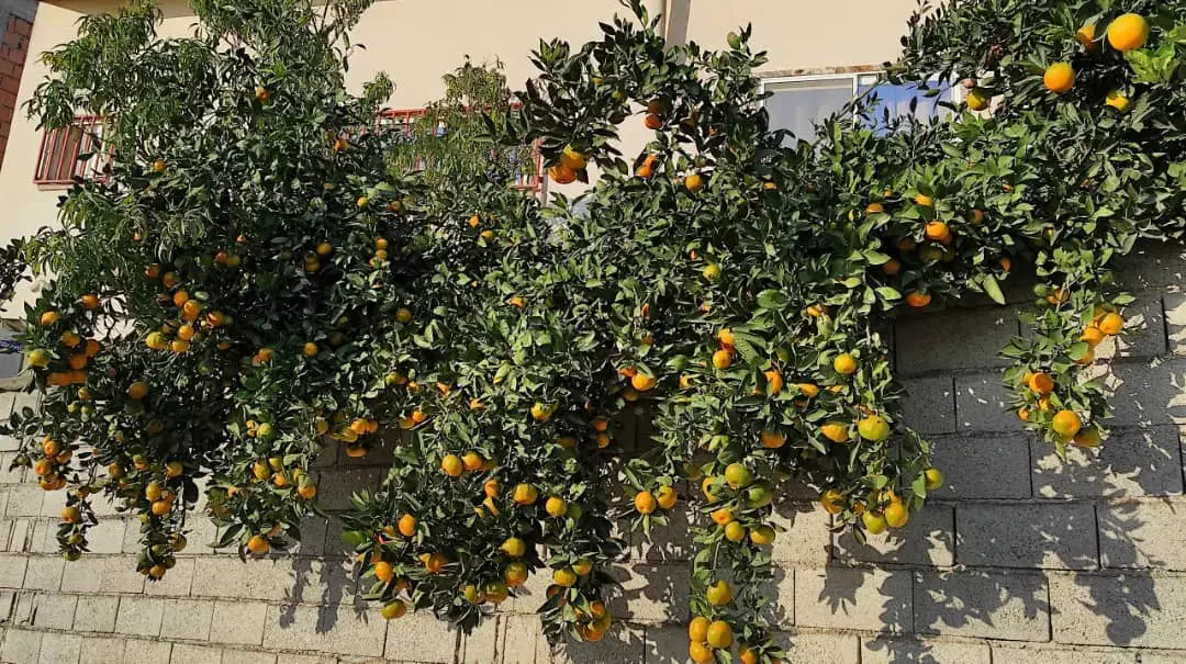 نارنگی تاره انشو|خوردنی و آشامیدنی|دابودشت, |دیوار