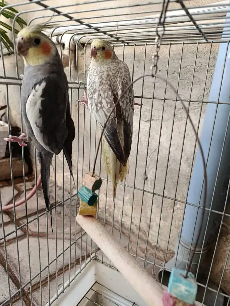 طوطی عروس هلندی|پرنده|محمدیه-قزوین, |دیوار