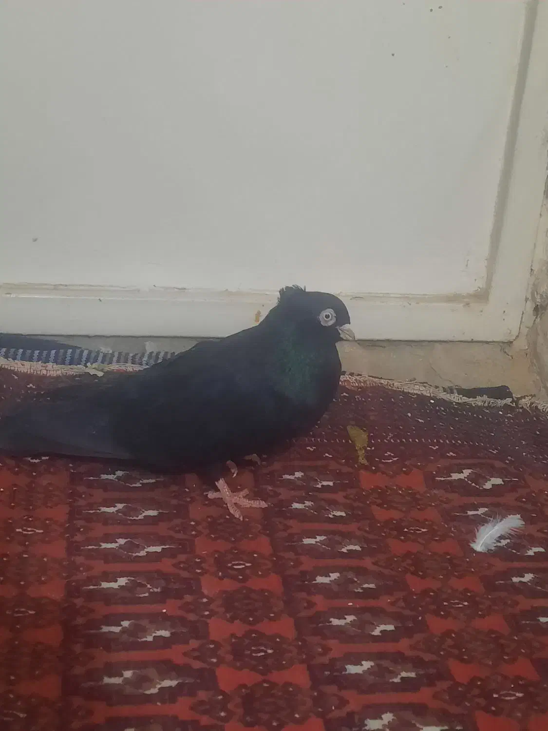 ذاغ صرب|پرنده|ساوه, |دیوار