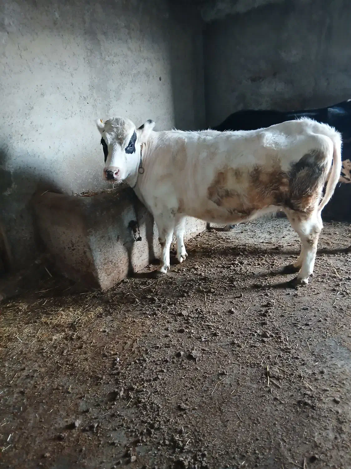 گاو|حیوانات مزرعه|ثمرین, |دیوار