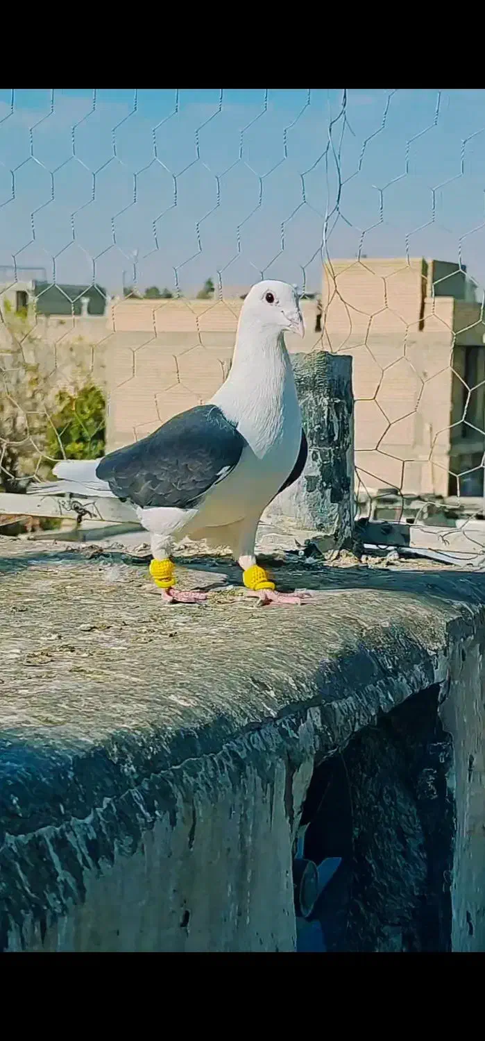 پشتی المانی|پرنده|شیراز, کرونی(خاتونک)|دیوار