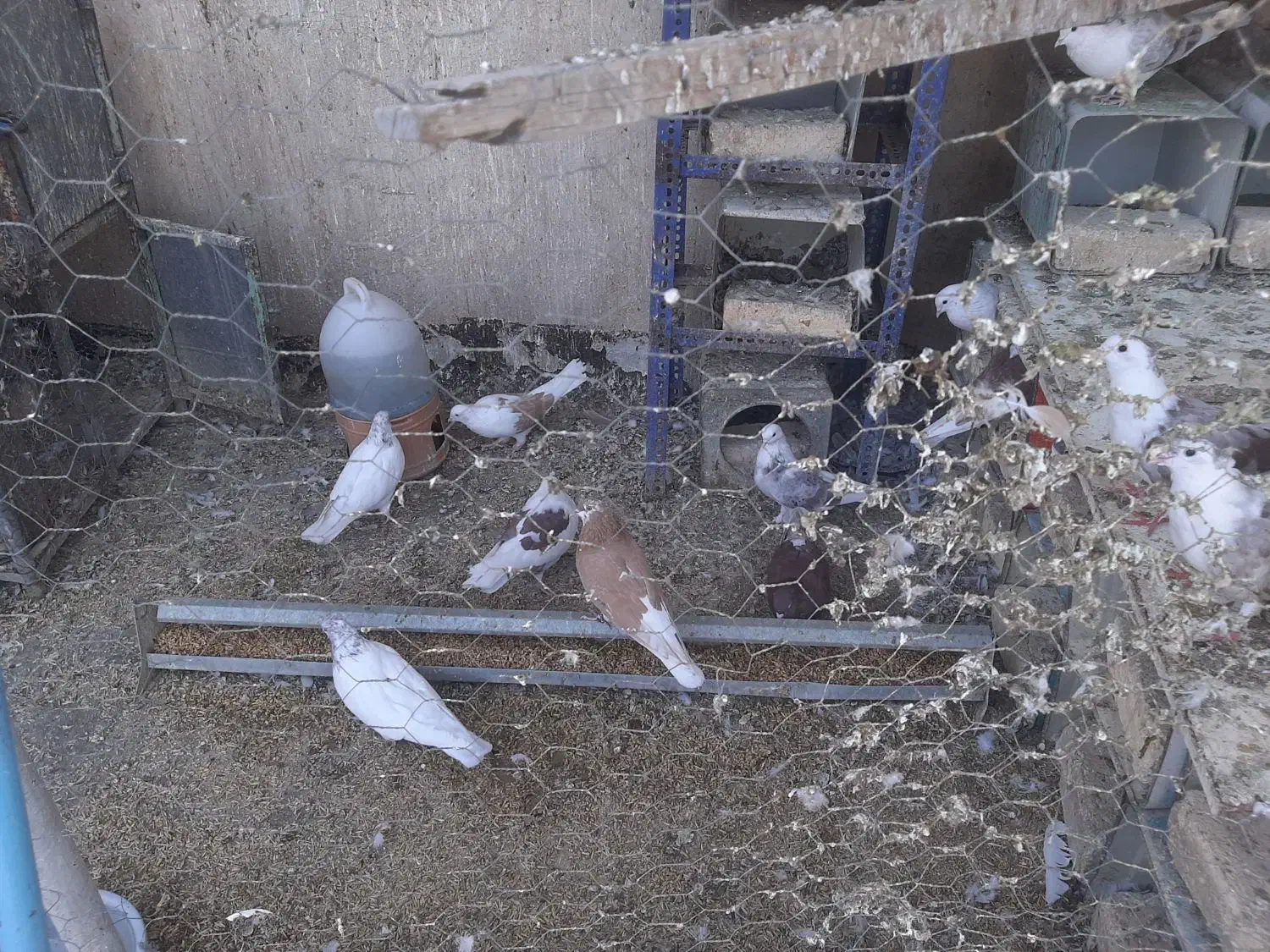 کبوترساعتی درجه یک بهترین خال|پرنده|اصفهان, ارغوانیه|دیوار