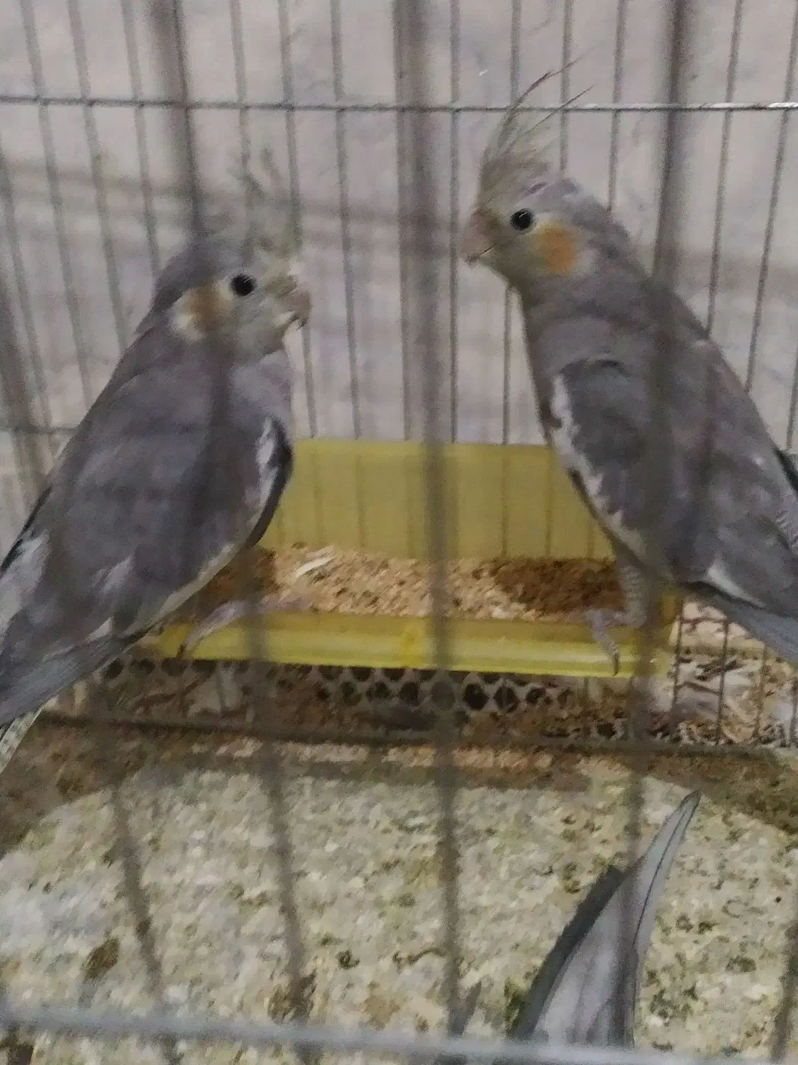 عروس هلندی|پرنده|قم, سید معصوم|دیوار